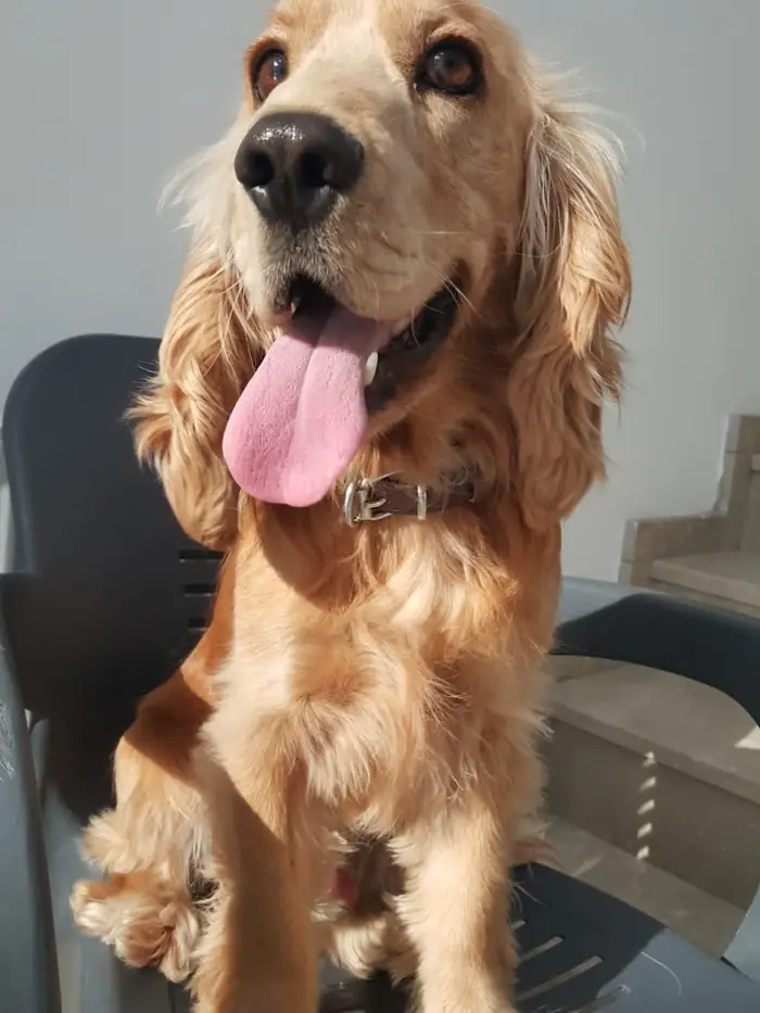 Dilini çıkarmış cocker spaniel