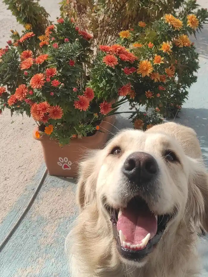 Gülen golden retriever
