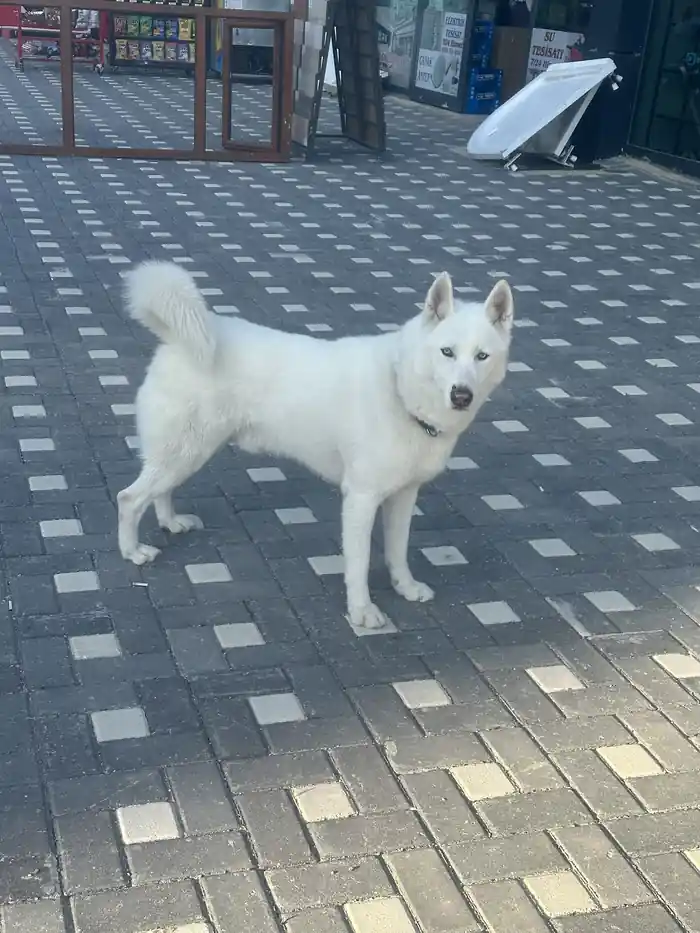 Beyaz tüylü köpek