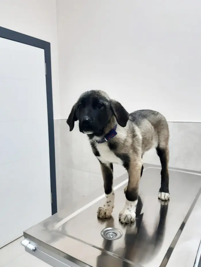 Muayene masasında siyah beyaz yavru köpek