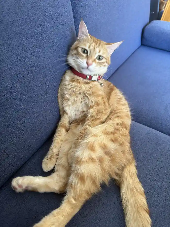Mavi koltukta uzanan sarı kedi